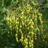 Fotografia 6 da espécie Styphnolobium japonicum do Jardim Botânico UTAD