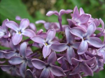 Fotografia da espécie Syringa vulgaris