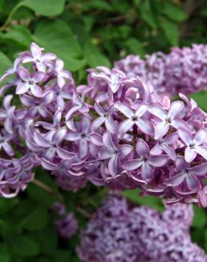 Fotografia 5 da espécie Syringa vulgaris no Jardim Botânico UTAD