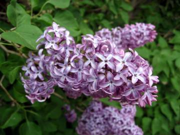 Fotografia da espécie Syringa vulgaris