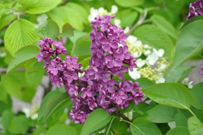 Fotografia da espécie Syringa vulgaris