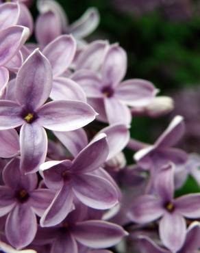 Fotografia 7 da espécie Syringa vulgaris no Jardim Botânico UTAD