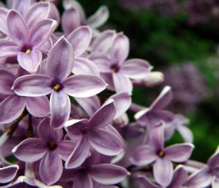 Fotografia da espécie Syringa vulgaris