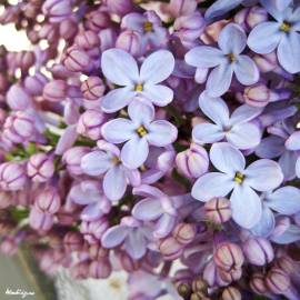 Fotografia da espécie Syringa vulgaris