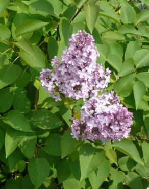 Fotografia 9 da espécie Syringa vulgaris no Jardim Botânico UTAD