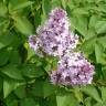 Fotografia 9 da espécie Syringa vulgaris do Jardim Botânico UTAD