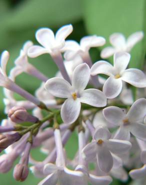 Fotografia 10 da espécie Syringa vulgaris no Jardim Botânico UTAD