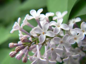 Fotografia da espécie Syringa vulgaris