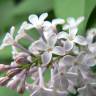 Fotografia 10 da espécie Syringa vulgaris do Jardim Botânico UTAD