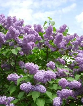 Fotografia 12 da espécie Syringa vulgaris no Jardim Botânico UTAD