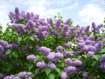 Fotografia da espécie Syringa vulgaris