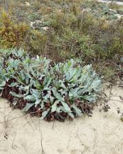 Fotografia da espécie Limonium ovalifolium