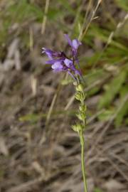 Fotografia da espécie Linaria incarnata