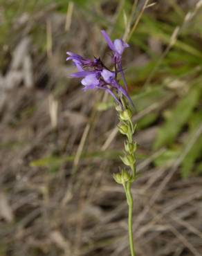 Fotografia 6 da espécie Linaria incarnata no Jardim Botânico UTAD