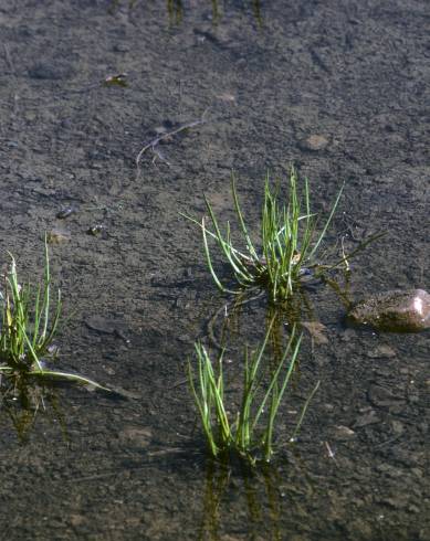 Fotografia de capa Lilaea scilloides - do Jardim Botânico