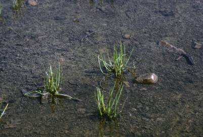 Fotografia da espécie Lilaea scilloides