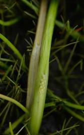 Fotografia da espécie Lilaea scilloides