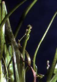Fotografia da espécie Lilaea scilloides