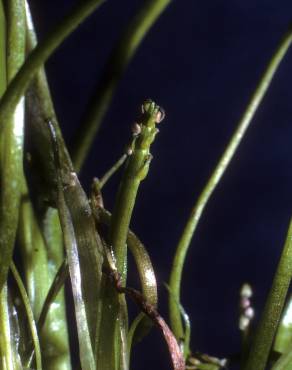 Fotografia 3 da espécie Lilaea scilloides no Jardim Botânico UTAD