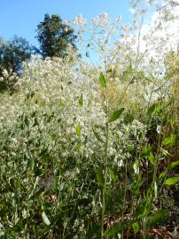 Fotografia da espécie Lepidium latifolium