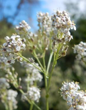 Fotografia 6 da espécie Lepidium latifolium no Jardim Botânico UTAD