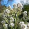 Fotografia 6 da espécie Lepidium latifolium do Jardim Botânico UTAD