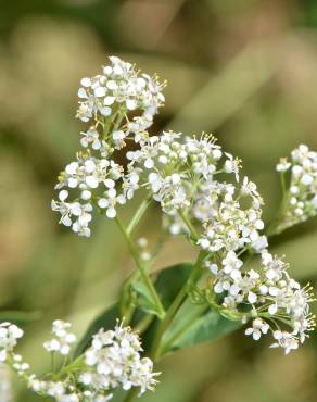 Fotografia 7 da espécie Lepidium latifolium no Jardim Botânico UTAD