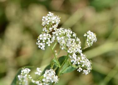 Fotografia da espécie Lepidium latifolium