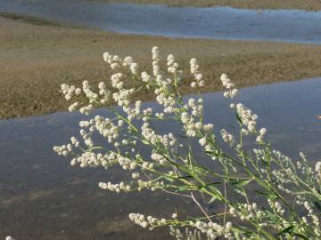 Fotografia da espécie Lepidium latifolium