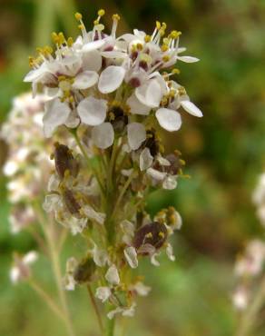 Fotografia 9 da espécie Lepidium latifolium no Jardim Botânico UTAD