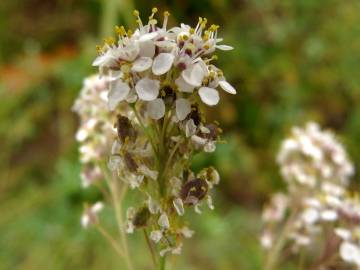 Fotografia da espécie Lepidium latifolium