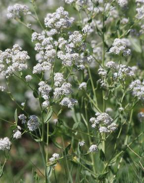 Fotografia 10 da espécie Lepidium latifolium no Jardim Botânico UTAD