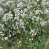 Fotografia 10 da espécie Lepidium latifolium do Jardim Botânico UTAD