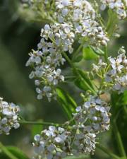 Fotografia da espécie Lepidium latifolium