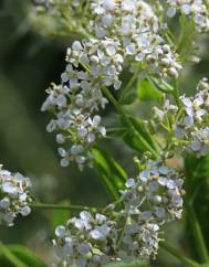 Lepidium latifolium