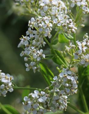 Fotografia 1 da espécie Lepidium latifolium no Jardim Botânico UTAD