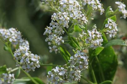 Fotografia da espécie Lepidium latifolium