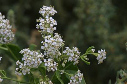 Fotografia da espécie Lepidium latifolium