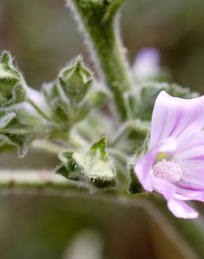 Fotografia 6 da espécie Lavatera cretica no Jardim Botânico UTAD