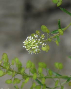 Fotografia 3 da espécie Lepidium sativum no Jardim Botânico UTAD