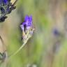 Fotografia 3 da espécie Lavandula latifolia do Jardim Botânico UTAD