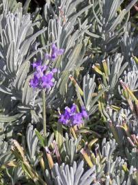 Fotografia da espécie Lavandula angustifolia