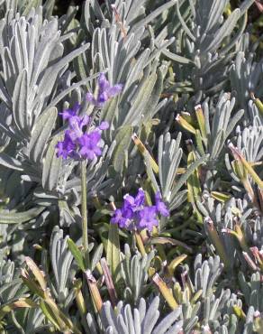 Fotografia 3 da espécie Lavandula angustifolia no Jardim Botânico UTAD