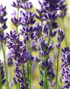 Fotografia 5 da espécie Lavandula angustifolia no Jardim Botânico UTAD