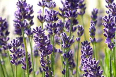 Fotografia da espécie Lavandula angustifolia