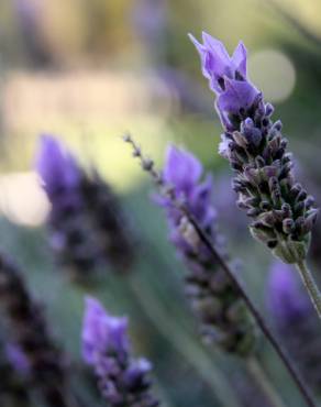 Fotografia 6 da espécie Lavandula angustifolia no Jardim Botânico UTAD