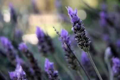 Fotografia da espécie Lavandula angustifolia