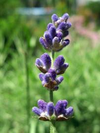 Fotografia da espécie Lavandula angustifolia