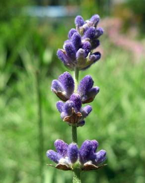 Fotografia 7 da espécie Lavandula angustifolia no Jardim Botânico UTAD