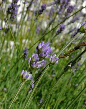 Fotografia 8 da espécie Lavandula angustifolia no Jardim Botânico UTAD